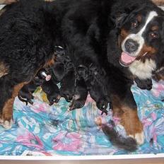 Berner sennenhund lady