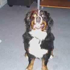 Berner sennenhund lady