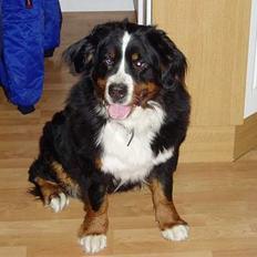 Berner sennenhund lady