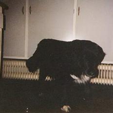 Blanding af racer Sussi