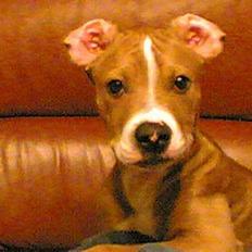 Amerikansk staffordshire terrier lego