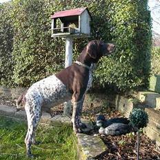 Korthåret hønsehund Jeff *død*