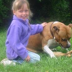 Amerikansk staffordshire terrier Rex 1999 - 2013 rip.