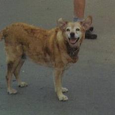 Labrador retriever Santo