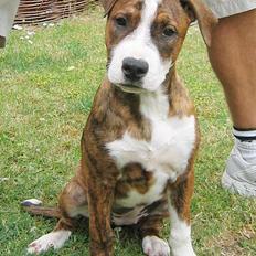 Amerikansk staffordshire terrier Nala