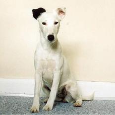 Glathåret foxterrier silke