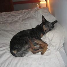 Australsk cattledog Ando