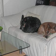 Australsk cattledog Ando