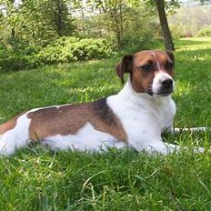 Dansk svensk gaardhund Mimzi