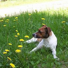 Dansk svensk gaardhund Mimzi