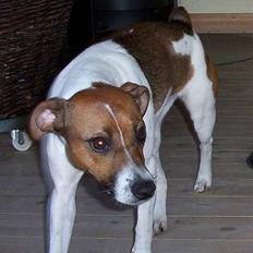 Dansk svensk gaardhund Mimzi