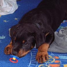 Rottweiler BELLA