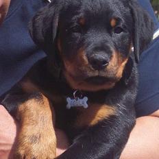Rottweiler BELLA