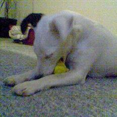 Glathåret foxterrier silke