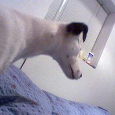 Glathåret foxterrier silke