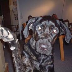 Blanding af racer Jenna