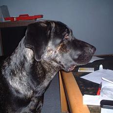 Blanding af racer Jenna