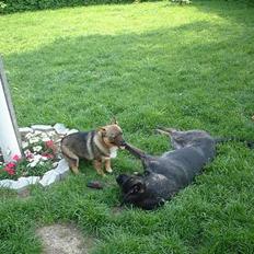 Blanding af racer Jenna