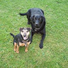 Labrador retriever Trold *Død*