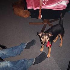 Tysk jagtterrier Tulle