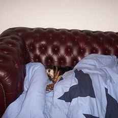 Tysk jagtterrier Tulle