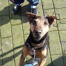 Tysk jagtterrier Tulle