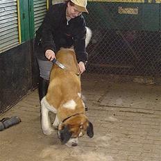 Sankt bernhardshund Mozart