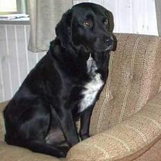 Labrador retriever Timmo