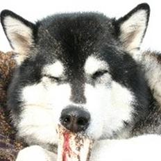 Alaskan malamute Nuna