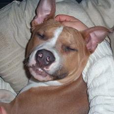 Amerikansk staffordshire terrier Tyson