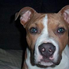 Amerikansk staffordshire terrier Tyson