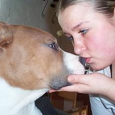 Amerikansk staffordshire terrier Tyson