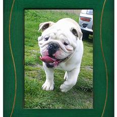 Engelsk bulldog Rambo Millefiori