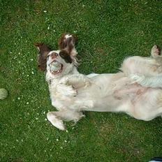 Engelsk springer spaniel Fiffi