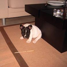 Fransk bulldog Kenzo