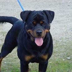 Rottweiler phebe
