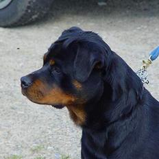 Rottweiler phebe