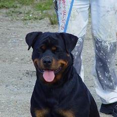 Rottweiler phebe