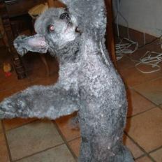 Toypuddel Debbie-himmelhund