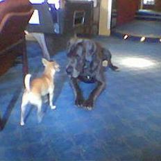 Grand danois Proppen