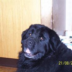 Newfoundlænder Fie R.I.P