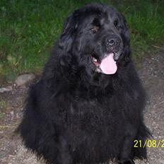 Newfoundlænder Fie R.I.P