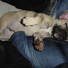 Fransk bulldog Albert (Himmelhund)