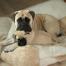 Bullmastiff Hera