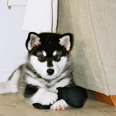 Alaskan malamute Nuna