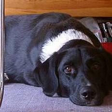 Blanding af racer King