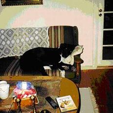 Blanding af racer King