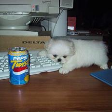 Pekingeser Thues Aicha