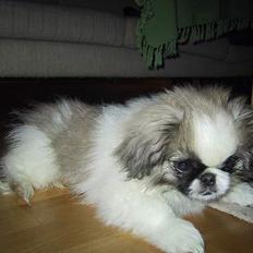 Pekingeser Gizmo