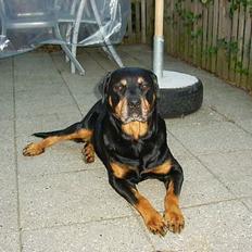 Rottweiler Chilli(er i hunderiget )